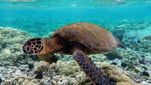 Los plásticos son una trampa evolutiva para las  tortugas marinas jóvenes, según estudio