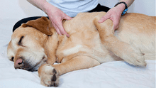 ¿Cómo darle un buen masaje relajante a tu perro?