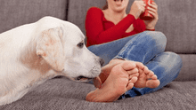 Conoce las razones por las que tu perro te lame los pies 