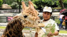 Zoológico de Huachipa necesita ayuda para alimentar a 220 especies de animales