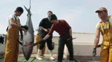Produce descarta que atún rojo contaminado se comercialice en Perú