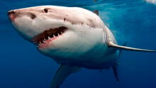 EE.UU.: Niño es la tercera víctima de ataque de tiburón en un mes