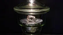 Hallan los ingredientes para la vida en meteorito que cayó a la Tierra en 2021