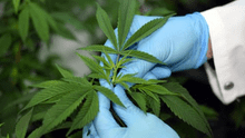 Cannabis para uso medicinal se venderá solo en farmacias y no por internet