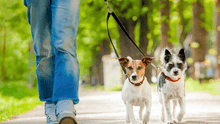 “Necesitan actividad”: Alemania obligará a pasear a los perros dos veces al día a partir de 2021