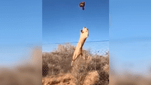 Arrojan enorme trozo de carne a caracal y felino lo atrapa de forma increíble [VIDEO]