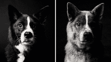 Conmovedor proyecto fotográfico muestra el paso a la vejez de los perros [FOTOS]