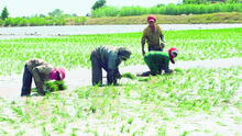 Minagri entregará bonos de S/ 1.000 a 500 agricultores desde este jueves 