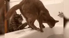 Gato se acerca a bañera para superar su miedo al agua, pero su ‘amigo’ le juega cruel broma [VIDEO] 