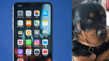 Facebook: joven compra el iPhone XS, su perro 'juega' con él y lo deja así [VIDEO]