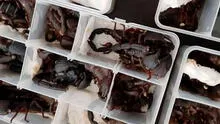 Descubren 200 escorpiones vivos en el equipaje de un hombre cuando intentaba salir de aeropuerto [FOTOS]