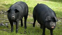 Los cerdos iberoamericanos al borde de la extinción
