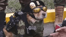 ‘Chato’, el policía canino que se lució en el desfile militar [VIDEO]