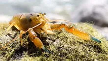 Historias de cipermetrina y camarones en Calango