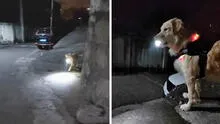 Perro espera cada noche a su dueña con una linterna para protegerla hasta llegar a casa