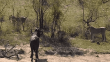 YouTube viral: Hambrientos leones cazan a búfalo, pero son atacados por enfurecida manada [VIDEO] 