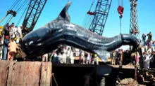Japón anuncia su retorno a la caza comercial de ballenas