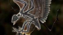 Hallan en China un extraño fósil con cuerpo de ave y cabeza idéntica a la del T. Rex