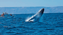 Los Órganos espera la visita de 45,000 turistas para avistamiento de ballenas