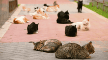 Organizan campaña de adopción para más de 100 gatos abandonados en el Parque Universitario