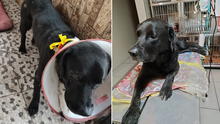 Piden ayuda para Negrito, un perro con problemas de piel que fue rescatado de una calle en Los Olivos