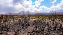 Arequipa: Con bosque de Queñuales se podrá reforestar el volcán “Pichu Pichu”