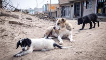 Congreso propone proyecto para que esterilización de perros y gatos sea una política de salud pública