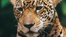Países latinoamericanos solicitan protección máxima para el jaguar