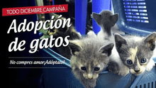 Parque Universitario: durante todo diciembre, darán en adopción a gatos abandonados 