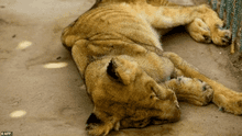 Muere uno de los cinco leones desnutridos en zoológico de Sudán 