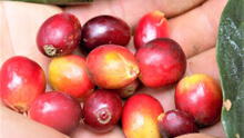 San Martín: cooperativa Bosque del Altomayo avanza en ranking de exportadores de café