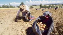 Siembra de la presente campaña agrícola cae en 18,8%