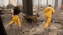 Dramáticos rescates de animales en medio del incendio en California [FOTOS]