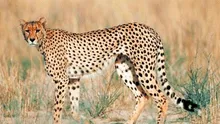 Avistan a guepardo del Sahara que había estado desaparecido por 10 años en Argelia 