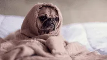 Estas son las razas de perros que están preparadas para soportar el frío