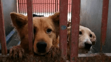 Recibieron donación de alimentos para 53 mascotas: animales estuvieron a punto de morir [FOTOS]