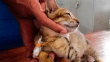 Escapa un gato arrestado por narcotráfico de una cárcel de máxima seguridad en Sri Lanka