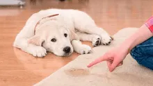 Dog tips: Consejos para evitar que tu perro se orine dentro de la casa