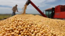 Guerra Comercial: Precios del maíz y la soja caen en Chicago tras firmar 'fase 1′ del acuerdo