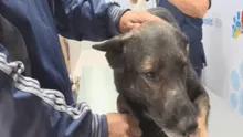 Miraflores inaugura veterinaria municipal y vehículo para rescate de animales perdidos [VIDEO]