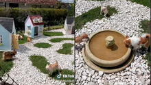 Mujer crea su ‘villa chihuahua’ dentro de su hogar para que sus perros vivan con lujos