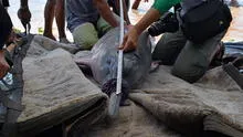 Delfines de río en Perú serán monitoreados vía satélite [VIDEO]