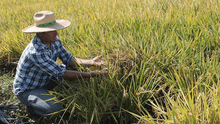 Minagri anuncia censo para conocer el stock nacional de arroz