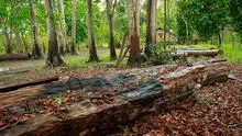 La selva se muere