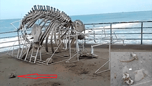 Piura: destruyen restos óseos de ballena jorobada que era atracción turística [VIDEO]