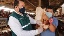 La Libertad: monitorearán a 4.890 aves para descartar gripe aviar