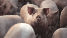 China descubre nueva gripe en cerdos con “potencial pandémico”
