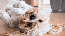 6 posiciones de dormir y su significado en el estado de ánimo de los perros