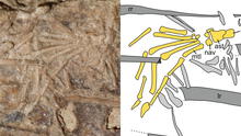 Hallan pata de una misteriosa criatura en el estómago de un fósil de dinosaurio