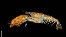 Treinta nuevas especies en el mar peruano